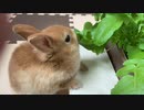 うさぎのサリーちゃん　本格ブュッフェスタイル