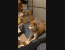 荒ぶる納豆パックと柴犬