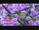 河津桜とメジロ