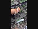 ここ掘れワンワン
