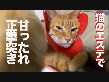 ジャンボ子猫、猫エステで甘ったれ正拳突き