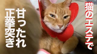 ジャンボ子猫、猫エステで甘ったれ正拳突き