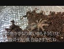 [全部脱ぐよ！]タランチュラ飼育日記その１１７[そして襲うよ！]