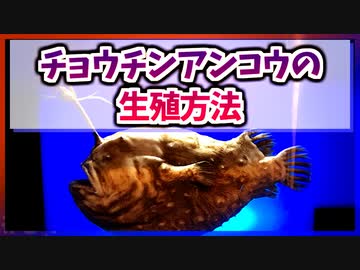 【ゆっくり解説】チョウチンアンコウの生殖方法【今日の豆知識】