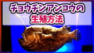 【ゆっくり解説】チョウチンアンコウの生殖方法【今日の豆知識】