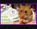 【癒し】はじめてメロンを食べるハムスター【コル】