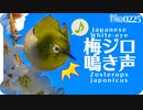 0225b【鳥の鳴き声】梅メジロにオナガとシジュウカラも♪カワセミ因縁の2羽。アカハラ。コサギやツグミ、ムクドリの捕食。タヒバリ。鶴見川水系恩田川の野鳥　#身近な生き物語　#メジロ　#野鳥