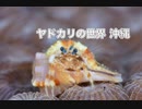 ヤドカリ撮影・沖縄ダイビング