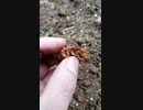【ぴ】おろちんゆーのふぁんふぁんの庭で捕まった虫の末路・・・　セミの幼虫　素揚げ　昆虫食　ぴかちんゆー　自給自足