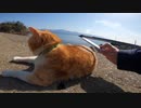 猫島で野良猫にねこじゃすりを使ったら別の猫も近づいてきたｗ