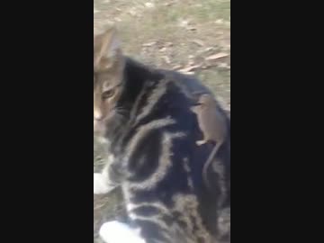 窮鼠猫に騎乗する（マウス）