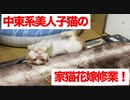 中東系美人コネコチャン、子猫育成機関に入学する