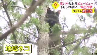 高い木の上 風ビュービュー　下りられない...救出作戦