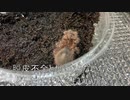 [懐古厨は]タランチュラ飼育日記その１１８[解雇中]
