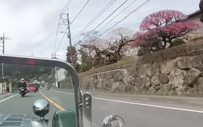 車屋に行くので、梅を見物しながらちょっと遠回り