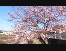 早咲きの桜20210311