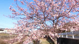 早咲きの桜20210311