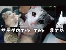 激かわサラダのティックトック　まとめ　　　★短足マンチカん仔猫★