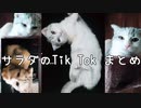 激かわサラダのティックトックまとめ2　　★短足マンチカん仔猫★