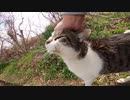 木陰から猫語で必死に訴えかけてくるキジ白猫が可愛すぎる