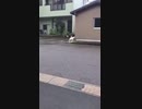 【歌ってみたw】4！って鳴く犬【コラボ】