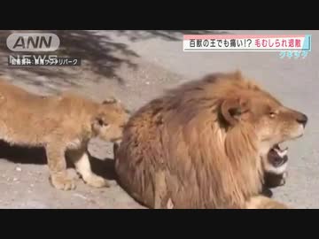 人気の でっかいぬこ 動画 56本 ニコニコ動画