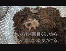 [カナビスが好き]タランチュラ飼育日記その１１９[これは恋だ]