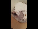 ひとくちねこ動画　三毛猫詰め合わせ