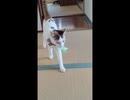 ひとくちねこ動画　投げたら持ってくる三毛猫