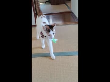 ひとくちねこ動画　投げたら持ってくる三毛猫