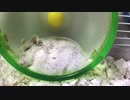 ねむるまで…   【オッドアイのハムスター】