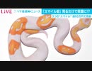 3回「スマイル」するヘビ？あまりの珍しさに65万円