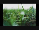calling【フリー音源】