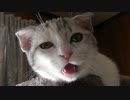 激かわサラダちゃん。ついに到達者になる　　★短足マンチカん仔猫★