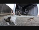 猫島の子猫兄弟が遊んでいるところに私のオモチャを出したらコッチにやってきた