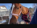 ミツ散歩〜曳き馬version 〜