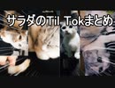 サラダのティックトックまとめ　3　★短足マンチカん仔猫★