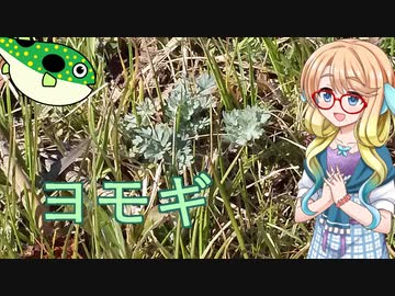 そらさんとお外で食材探し６　～ヨモギ～
