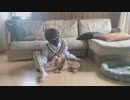 【犬派集合】可愛い君が愛おしい！ 踊ってみた【浅葱】