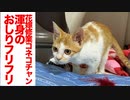 保護コネコチャン、渾身のお尻フリフリを見せる