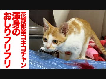 保護コネコチャン、渾身のお尻フリフリを見せる