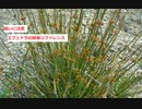 【スパイスを知ろう！】エフェドラを知ろう！【part102】