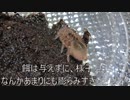 [初音ミクたそが]タランチュラ飼育日記その１２０[結局好きなんだよなぁ]