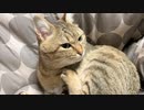 コタツから動かないタタルさん　＃221