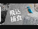 0124R【カワセミ捕食飛び込み】野鳥の水浴び4種（カルガモ、メジロ、ヒヨドリ、ユリカモメ）ハシボソカラスの餌隠し。鶴見川水系恩田川の野鳥達　#身近な生き物語 #カワセミ #バードウォッチング