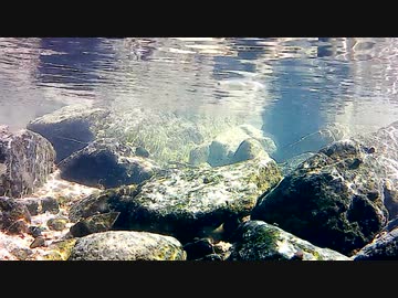 【水中撮影】幻想的な水中動画13