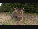 大人しく座るキジトラ猫をモフっていたらもう一匹現れた