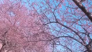 お母さんと河津桜を見に行きました！本条朱美と桜