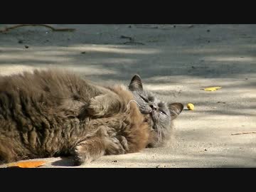 ある日の散歩中とかに出会った生き物（トリとネコ）
