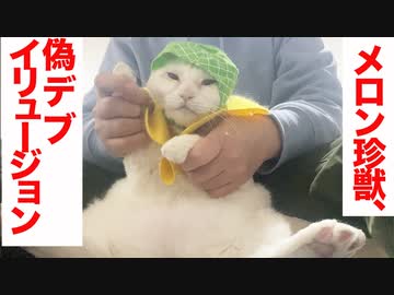 オッドアイの珍獣、偽デブを披露する